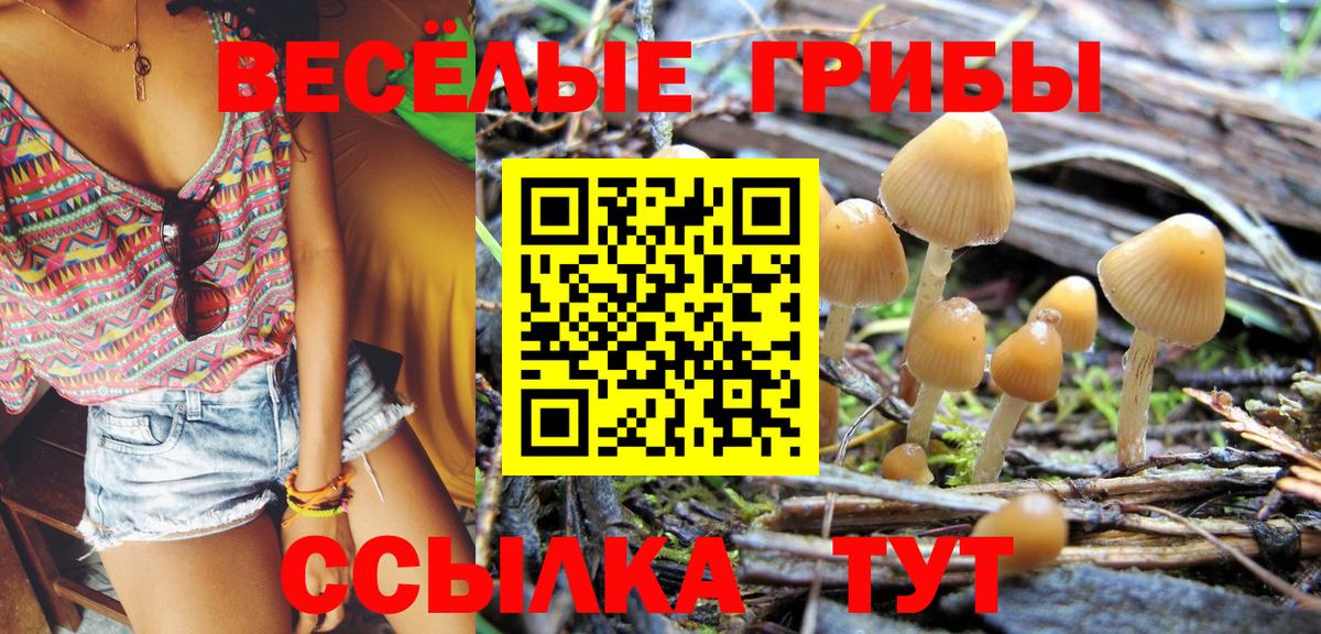 где продают наркотики  Галлюциногенные грибы Psilocybe  Вход с VPN  Ейск 